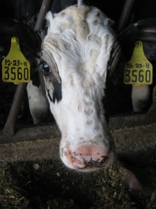 Image of a dairy cow with ringworm. Photo via Sonia Faruqi; used with permission.
