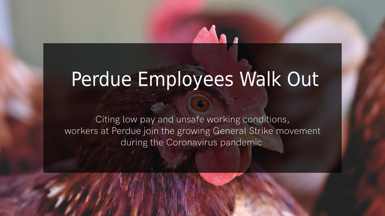 Perdue Employees Walk Out in Protest of Unsafe Working Conditions
During Coronavirus Pandemic